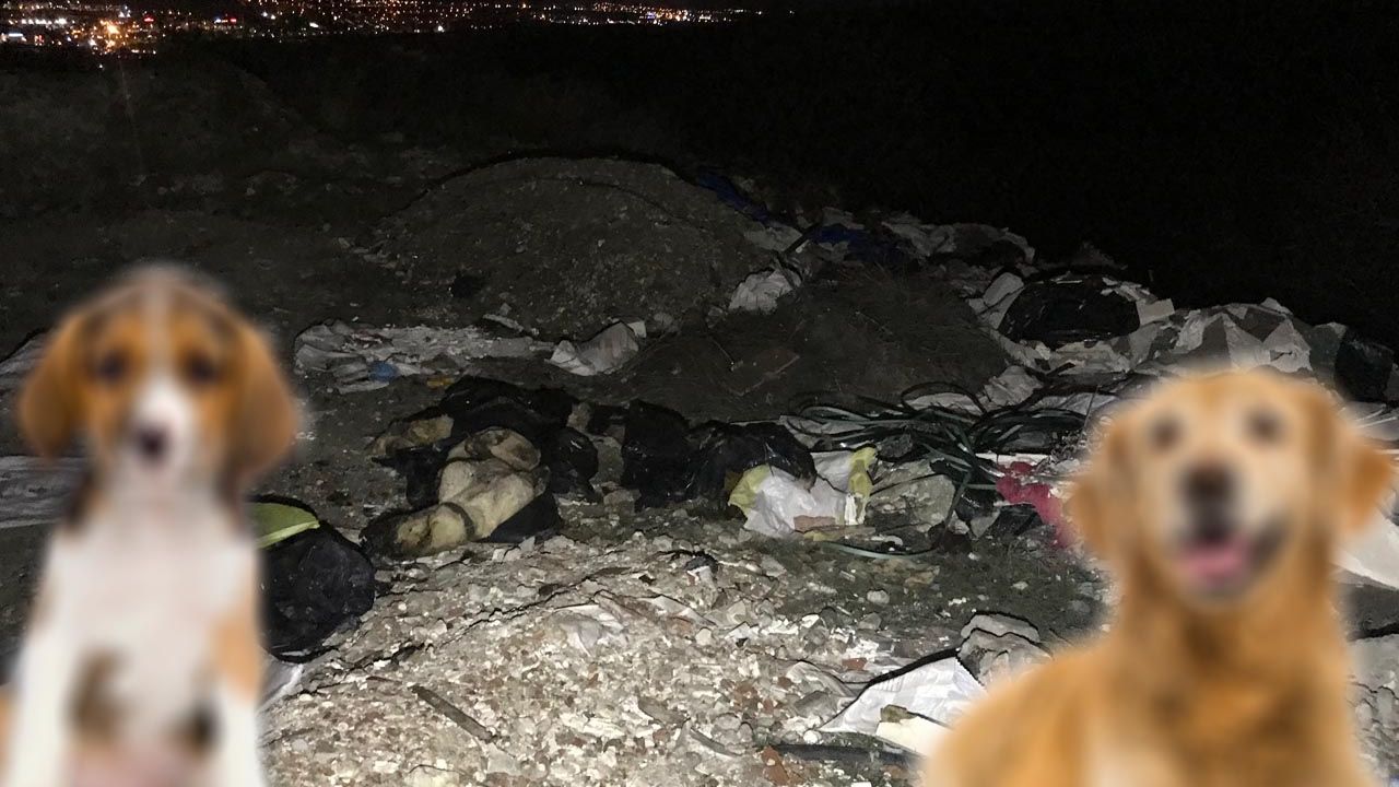 Ankara'da 20'ye yakın köpek ölü bulundu