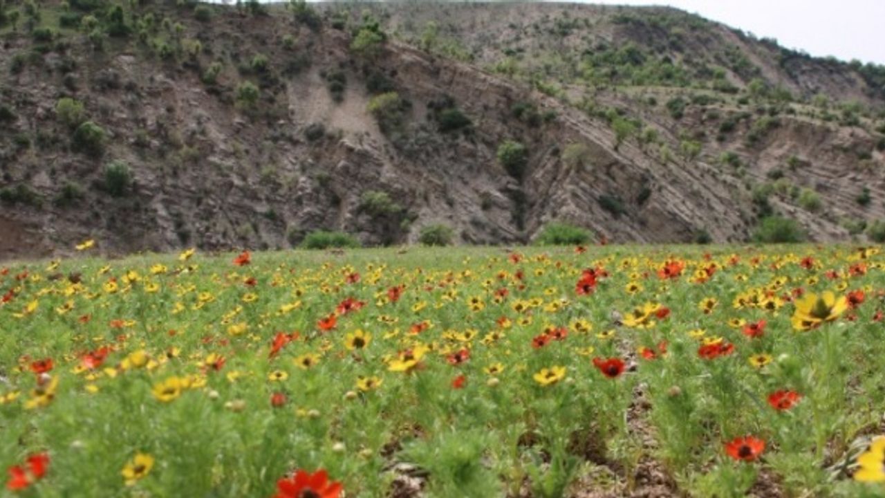 Cudi Dağı eteklerinde baharı müjdeleyen rengarenk çiçekler açtı
