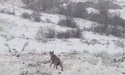 Kırmızı listede yer alan vaşak Erzincan’da görüntülendi!