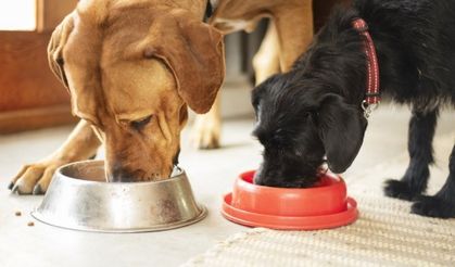 Vegan yemekler köpekler için 'daha sağlıklı' olabilir