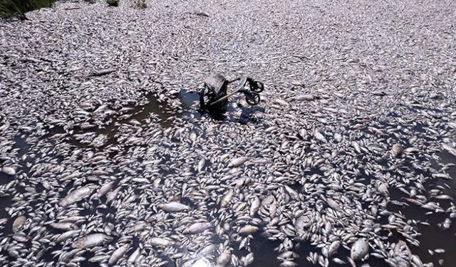 Tonlarca ölü balık deniz yüzeyini kapladı