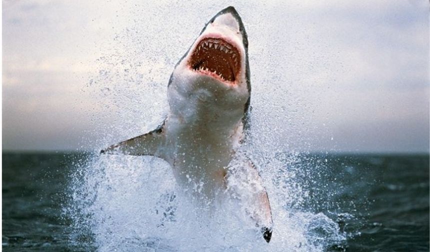 Tarihin en vahşi köpek balığı saldırısında 150 kişi öldü